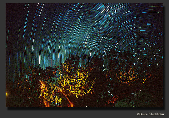 Juniper and Stars