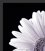 Gerber Daisy