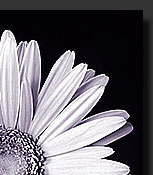 Gerber Daisy