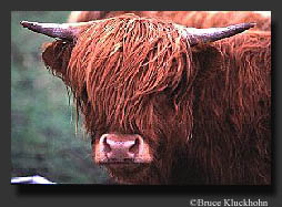 Photo of scottish beef